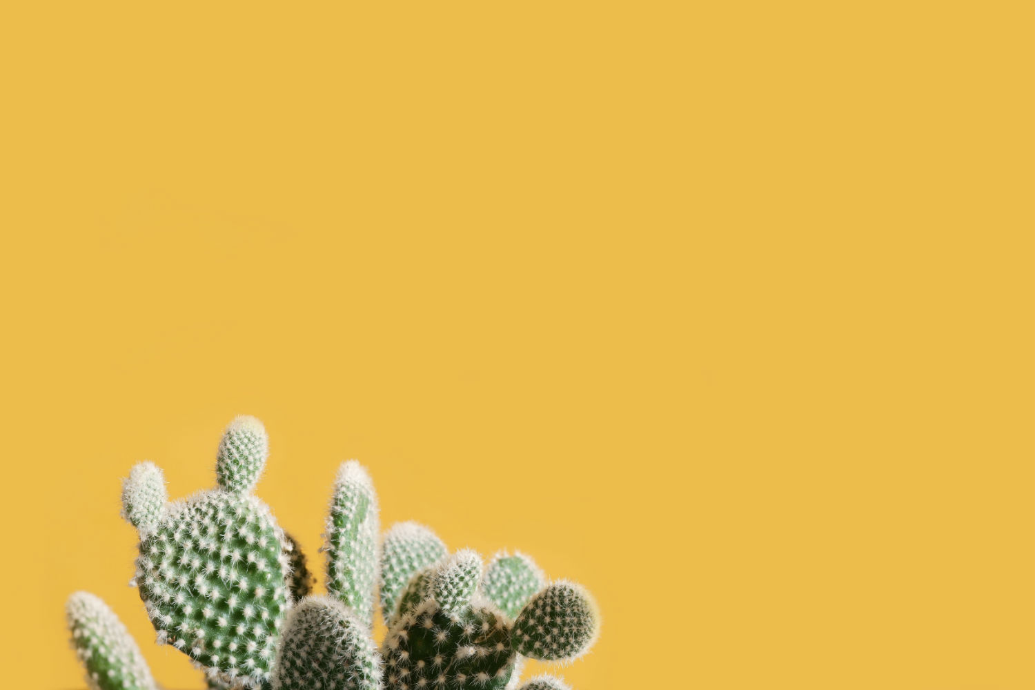 visual design, scrittura web, comunicazione