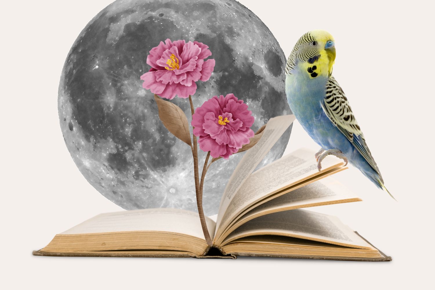 come usare la tecnica narrativa "show, don't tell": nell'immagine, per raffigurarla con una metafora, c'è un collage. Da un libro aperto sboccia un fiore rosa. Appoggiato alle sue pagine, un pappagallo dalle piume gialle e azzurre. Sullo sfondo, una grande luna piena.