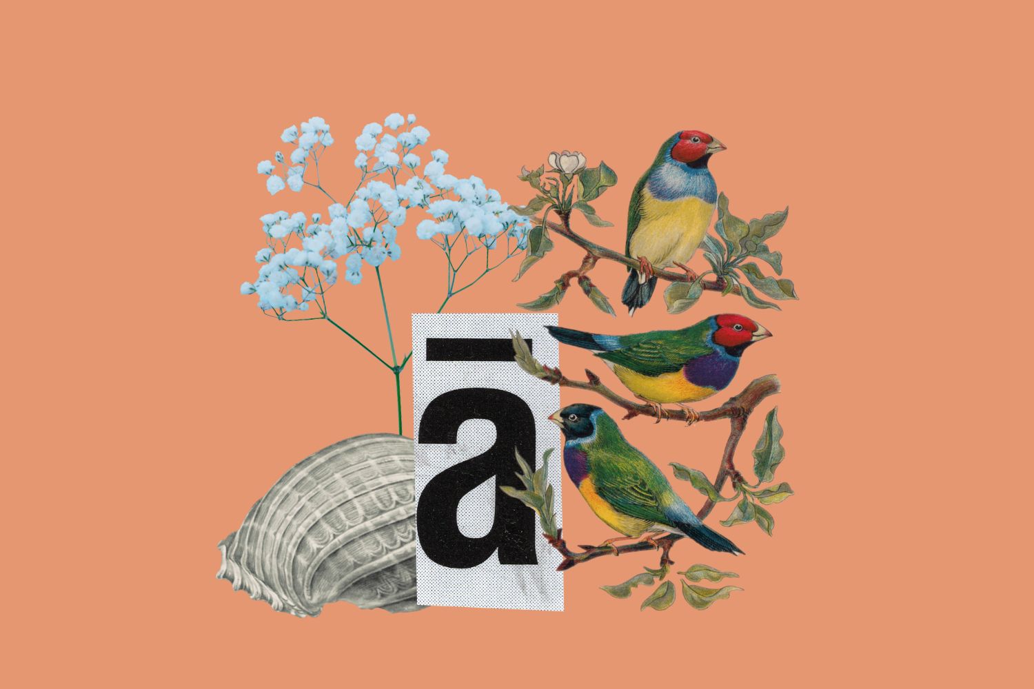 nell'immagine, un collage: una lettera A minuscola, una conchiglia, un fiore che sembra velo da sposa e un disegno con tre uccelli colorati su un ramo
